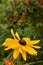 Single Gold Black-Eyed Susan fruit filled bush in background