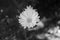 Single golden aster (Chrysopsis) in black and white