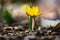 Single golden crocus blooming in the garden