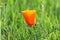 Single Golden Poppy on Grassy slope