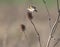 A single Goldfinch feeding on teasel, with a blurred background