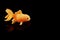 Single goldfish