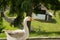 Single goose in countryside