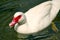 Single goose floating on the river.