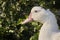 A single goose head close-up on a background of green leaves, a portrait of a white bird with a long neck