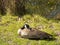 Single goose laying in the sun