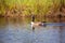 Single Goose Swimming In The Water