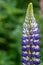 Single gorgeous purple Lupin flower blooming in the green lush garden