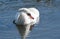 A single graceful mute swan, swimming and preening