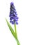 Single Grape Hyacinth