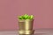 Single Graptopetalum Succulent in Gold Metallic Potted Plant on