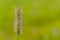 Single Grass Seed Stem