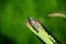 Single grasshopper on leaf, south africa