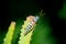 Single grasshopper on leaf, south africa