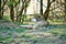 Single gray wolf lying in the grass relaxing