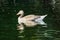 Single graylag goose swimming on a lake in late afternoon captured on a sunny day