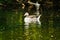 Single graylag goose swimming on a lake in late afternoon captured on a sunny day