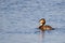 Single Great Crested Grebe (podiceps cristatus) swimming from ri