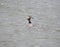 Single Great Crested Grebe in a river, facing right