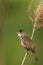 Single Great Reed Warbler on a reed stem in spring season