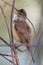 Single Great Reed Warbler on a tree branch in spring season