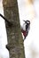 Single Great Spotted Woodpecker bird on a tree during spring season