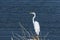 Single Great White Egret, or Heron, standing on lake shore