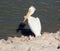 Single Great White Pelican