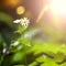 Single Greater Stitchwort Stellaria holostea in a forest in Li