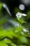 Single Greater Stitchwort Stellaria holostea in a forest in Li