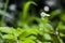 Single Greater Stitchwort Stellaria holostea in a forest in Li