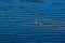 A single grebe swims in the lake with a light wave and looks towards the camera in bright sunshine