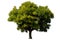 Single green acacia tree isolated