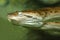 Single Green anaconda snake known also as Common anaconda or Water boa in zoological garden terrarium