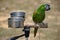A single green parakeet perched on a branch with a pair of feeding water bowls