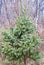 Single green pine tree with tall grass and a birch tree in the background near Hinckley Minnesota