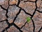 Single Green Plant and Dry Cracked Soil