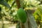Single green and raw mango fruits hang on a small tree
