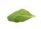 Single green rocket salad leaf isolated