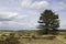 single green tree in the dunes in holland during summer day