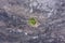 Single Green Tree on a post Forest fire scorched land, Aerial view.