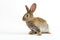 Single grey bunny rabbit type Flemish Giant, on white background