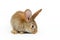 Single grey bunny rabbit type Flemish Giant, on white background