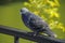 Single grey city pigeon sitting on the railing