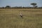 Single grey crowned crane or  Balearica regulorum