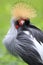 Single Grey Crowned Crane bird in zoological garden