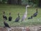 Single grey egret and four double-crested cormorant standing beside lake in Dallas, Texas