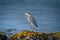 Single grey heron  Ardea cinerea standing on a rock illuminated by setting sun