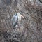 A single grey heron bird sitting in a tree in winter