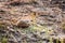 A single grey stone lying on the ground.